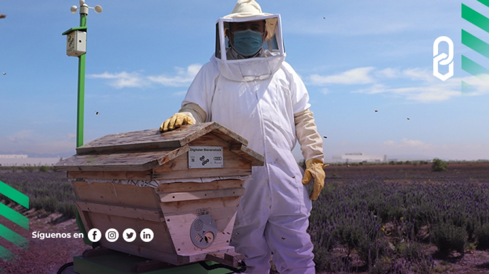 Cluster Industrial - Audi México contribuirá a la preservación de más de 30 mil abejas