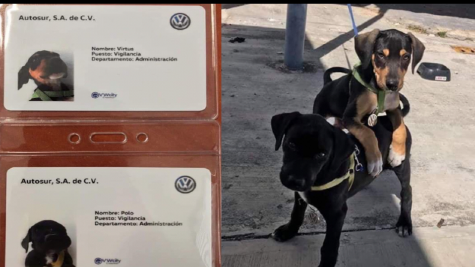 Cluster Industrial - ¡Conoce a los cachorros que trabajan para Volkswagen!