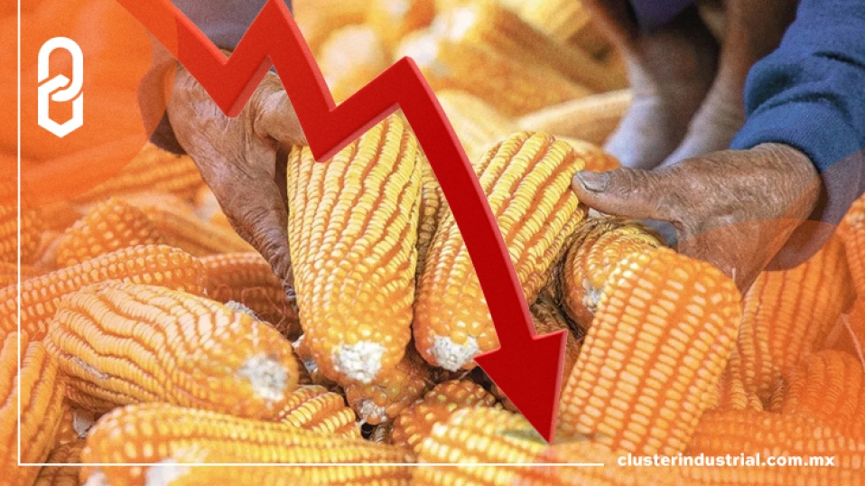 Cluster Industrial - La producción del maíz cae un 30% en México